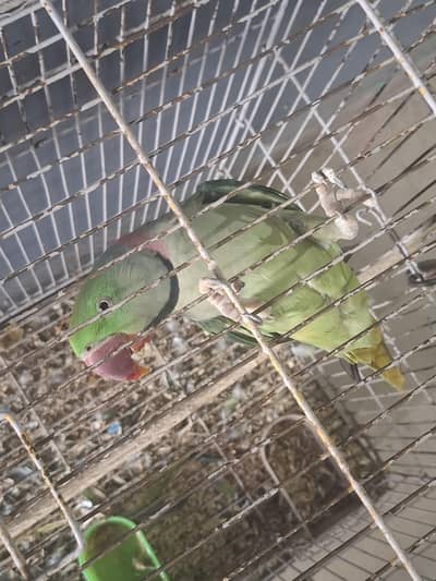 raw parrot male breeder.