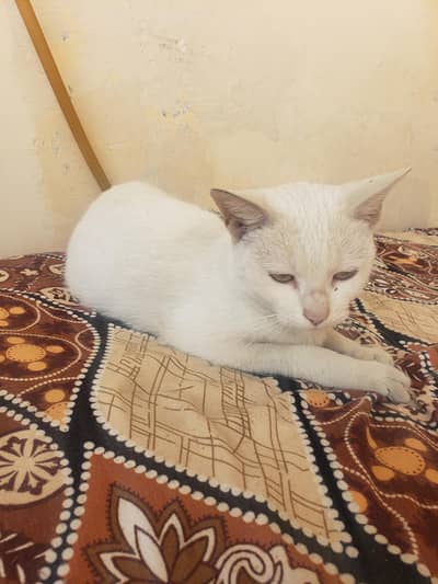 Russian White Shorthair Cat