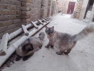 Persian kittens male and female double coat