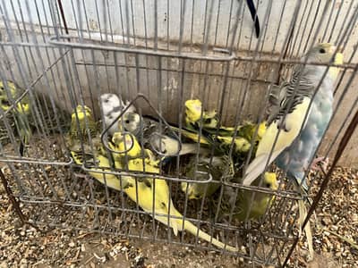 Hogoromo Australian parrot