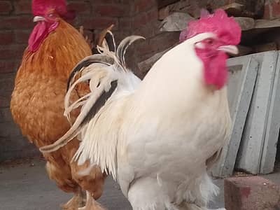 FANCY ROOSTERS (MURGAAS) FOR SALE
