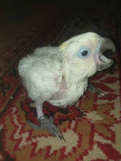 Medium sulfur cockato BABY /03152248124