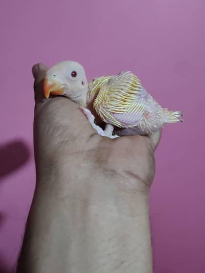 Yellow Ringneck Chicks, Green Split Blue/ino Chicks. White Ringneck