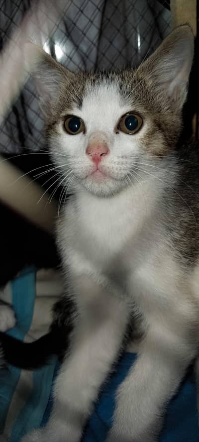 Persian cats baby for sale