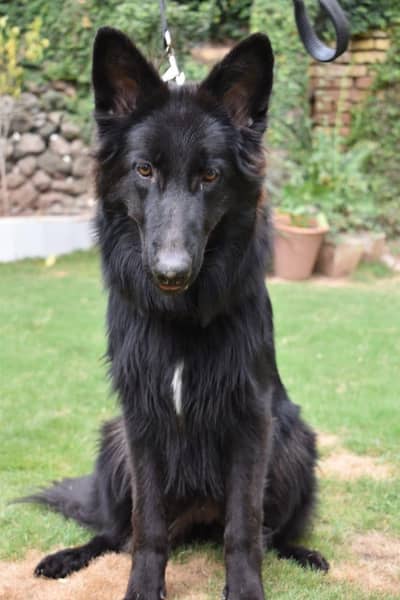 pink paper pedigree champion bloodline black shepherd