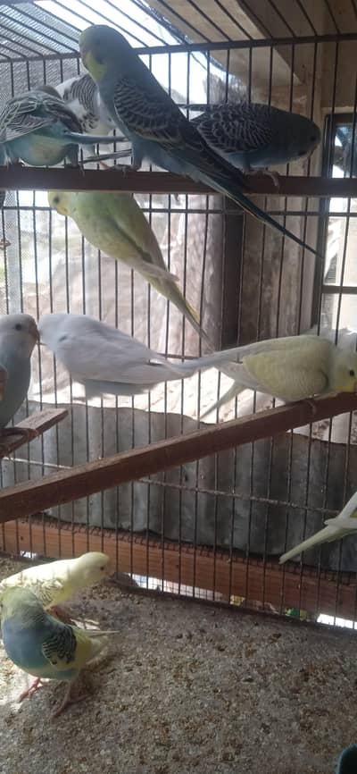 bajri tote fancy colur