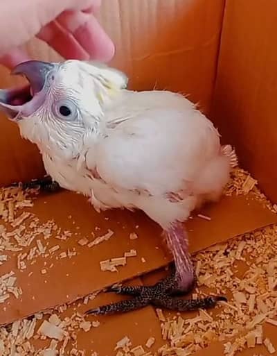 Sulphur Crested cocato baby 03156376925