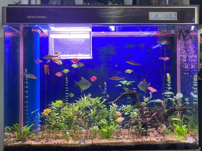 Aquarium with equipment(filtration unit, lighting + decorations, etc)