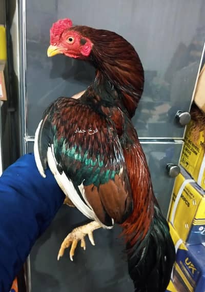 Amroha Cross Mianwali Aseel