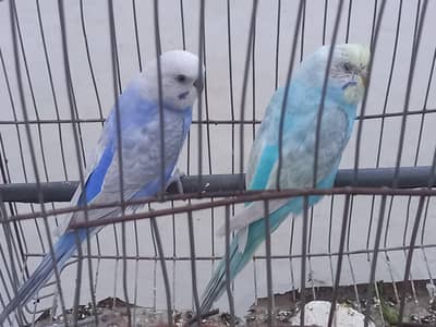 Rainbow budgies high quality