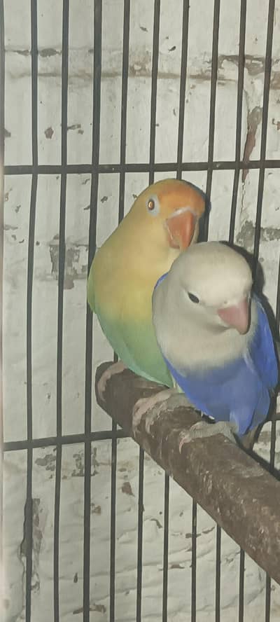 parblue opaline palefellow female , violet opaline male