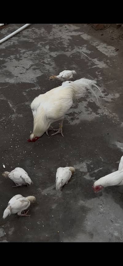 Aseel mianwali chicks