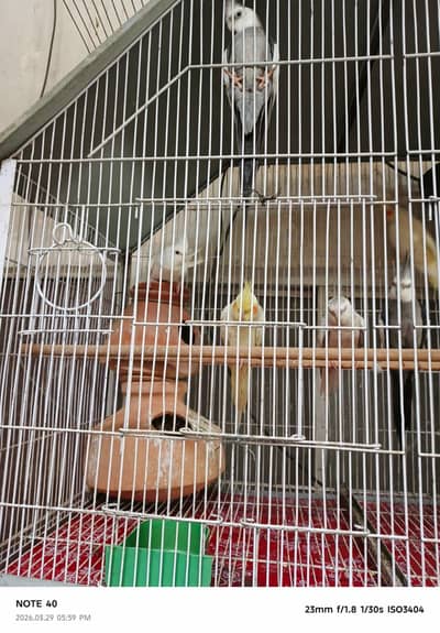 Every parrot is in good condition. .