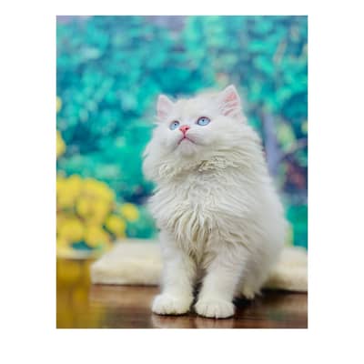 parshion kitten cat male and female British