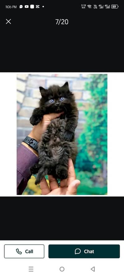 parshion kitten cat male and female British