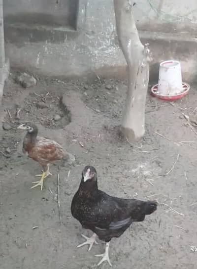 Asaeel murgiyan bachy bhi sath hai