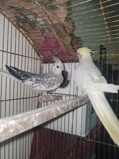 Hand tamed Red Eyes Cockatiel parrots
