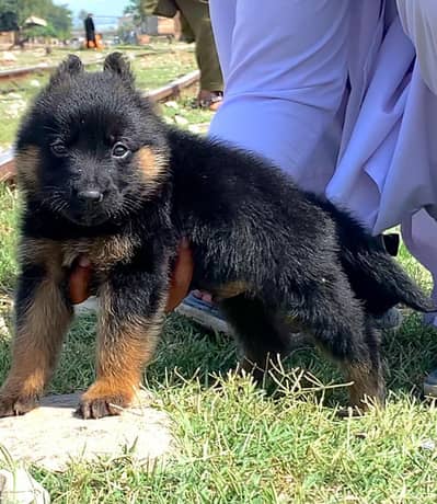 German Shepherd long coat 40month for sale