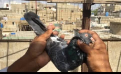 ustae main Nazir blood line