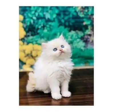 parshion kitten cat male and female British