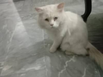 White Male Persian cat