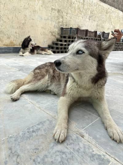 long coat male and short coat female