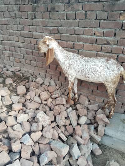 kheeri path makhi cheeni for sale