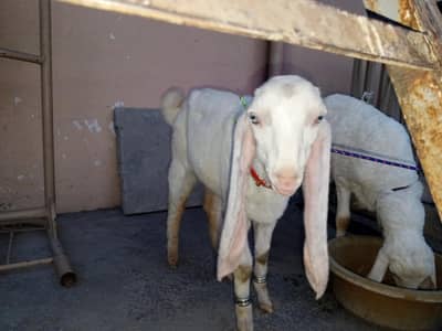 pure white gulabi male goat -  best for qurbani 2027 - Rajan puri male