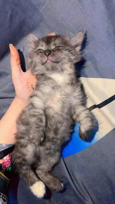 Persia kitten for sell