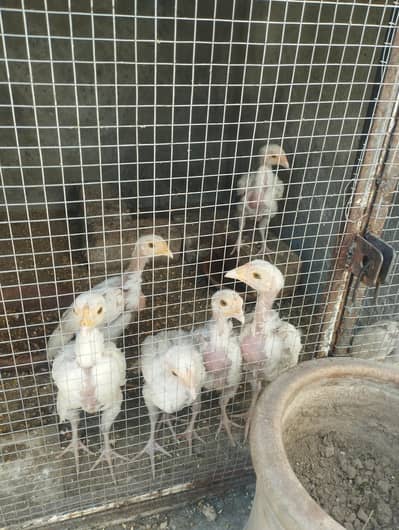 hira aseel 3 month old