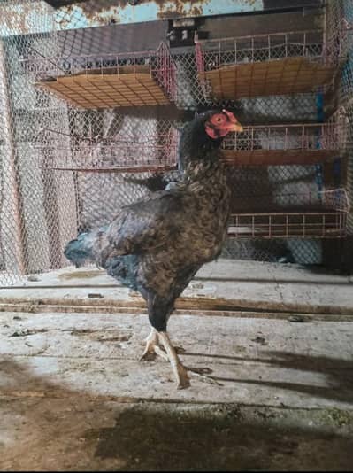 Aseel murgi mianwali and fancy murga