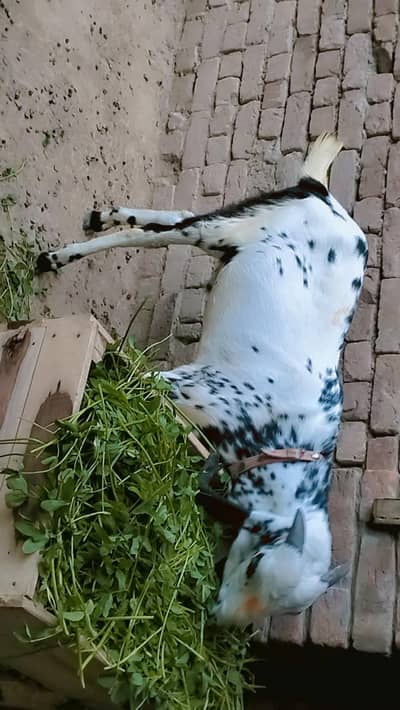 piuer dasi maki chana kassi bakra