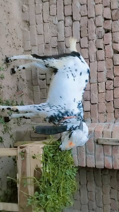 piuer dasi maki chana kassi bakra