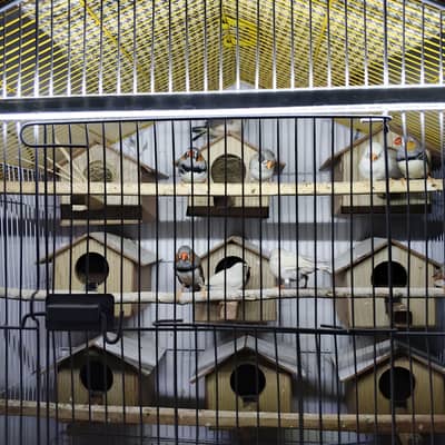 Zebra Finch pairs for sale