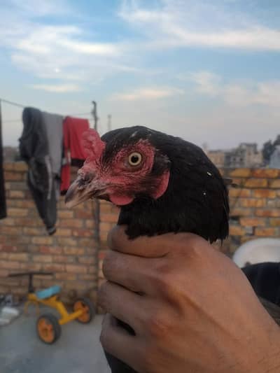 Aseel Desi Mix Breeder Black Madi saf Eyes