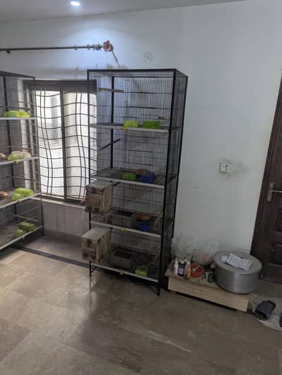 cages pinjre for lovebirds cocktail conore