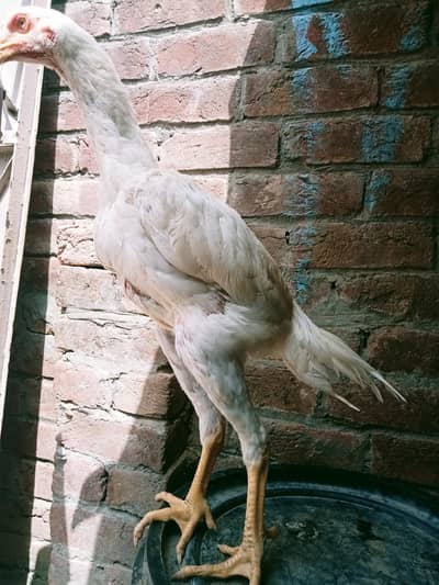 O shamo A+ quality paper white 