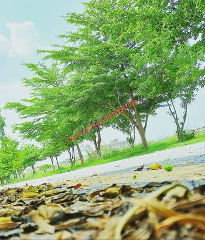 SOUTH facing Plot | 50 feet Wide Street | Kanal Open | VVIP Location