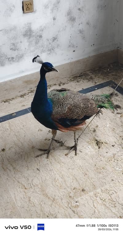 Peacock