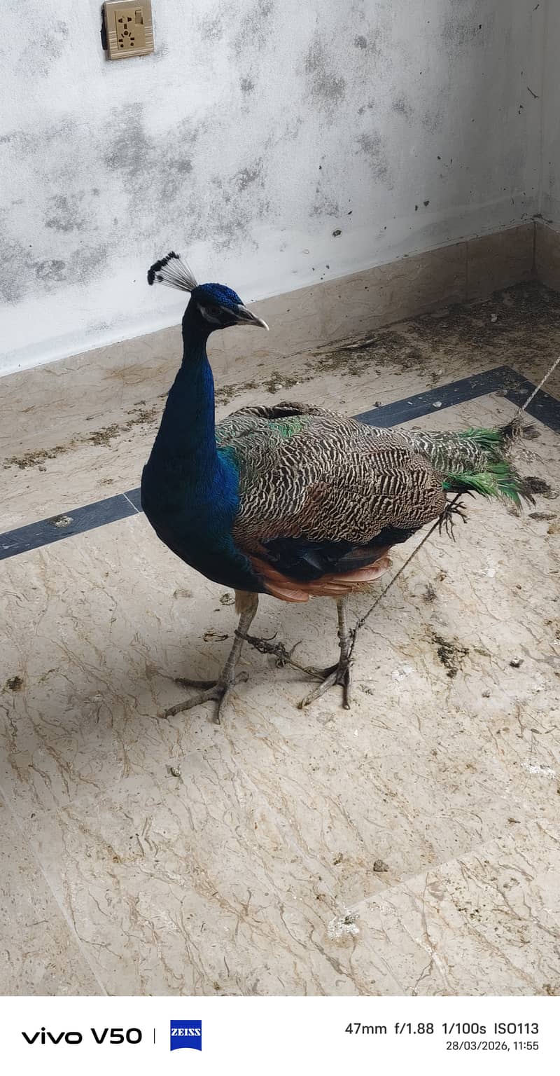 Peacock 0