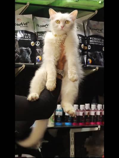 blue Eyes - Female cat - tripple cote - persion cat - cat for sale