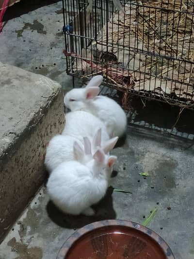 Red-eyes baby rabbits for sale hy