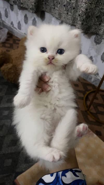 persion kittens are available