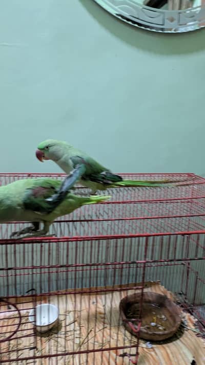 Alexander Parrot Pair
