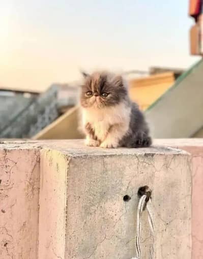 Persian Cat Triple Coated Peki Face