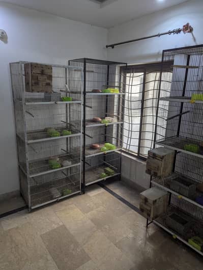 cages pinjre for lovebirds cocktail conore