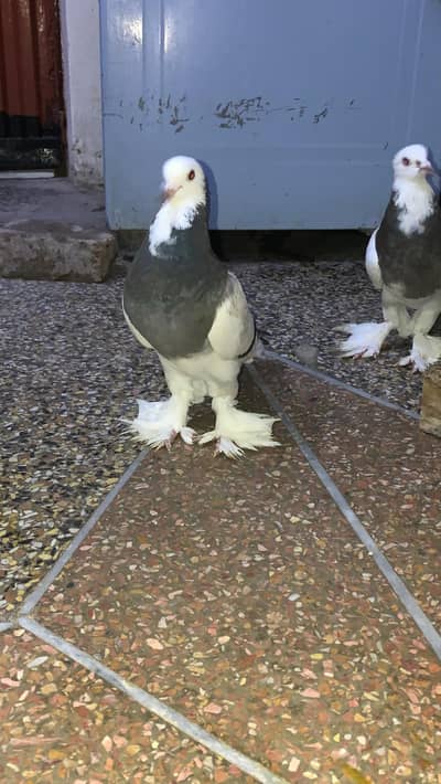 pouter | Gubara pigeon kabooter