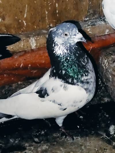 only Whatsapp 03180494722