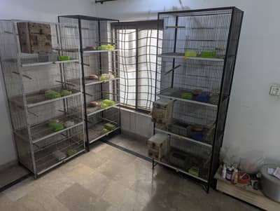 cages pinjre for lovebirds cocktail conore