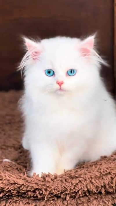 beautiful Persian female kitten for sale 0324=087=6249 my WhatsApp